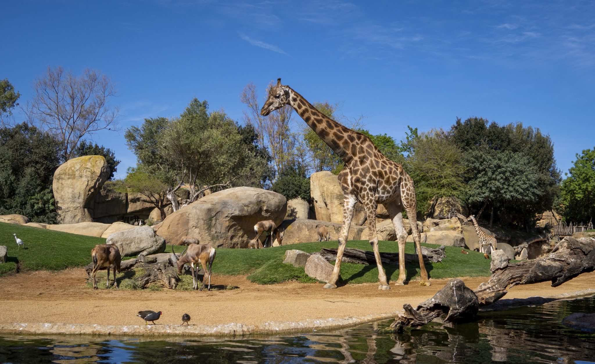 Los BIOPARC apelan al optimismo para celebrar el Día de la