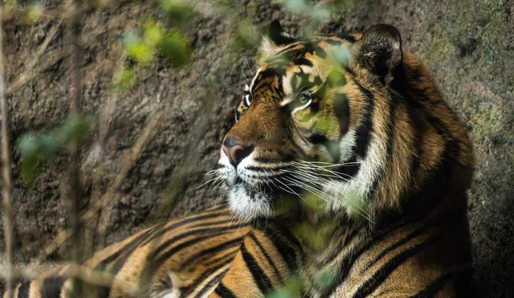 BIOPARC Fuengirola no TOP 10 de 'Atrações da província de Málaga ...