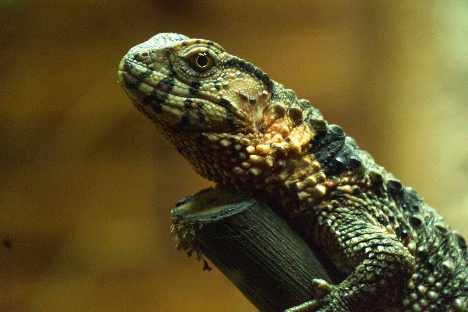 Chinese Crocodile Lizard - BIOPARC Fuengirola