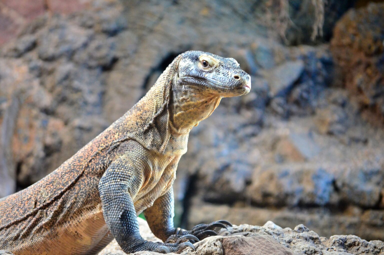 Komodo Dragon - BIOPARC Fuengirola